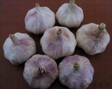 normal white garlic